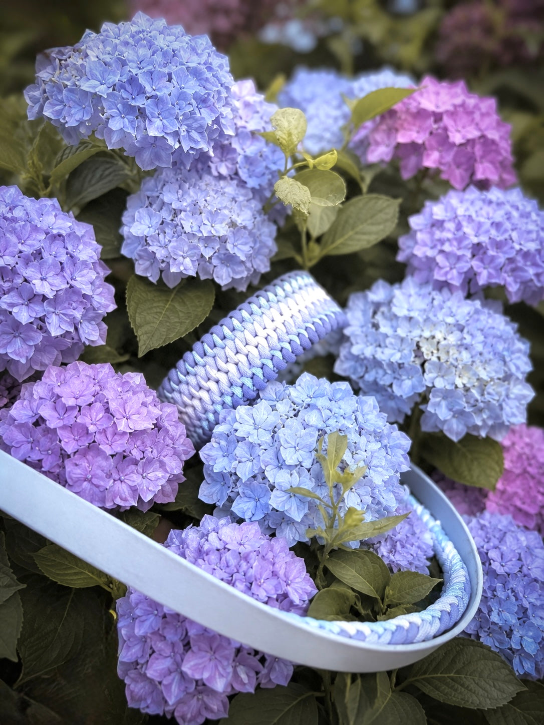 Phoebe‘s Sommerset „Hortensien“