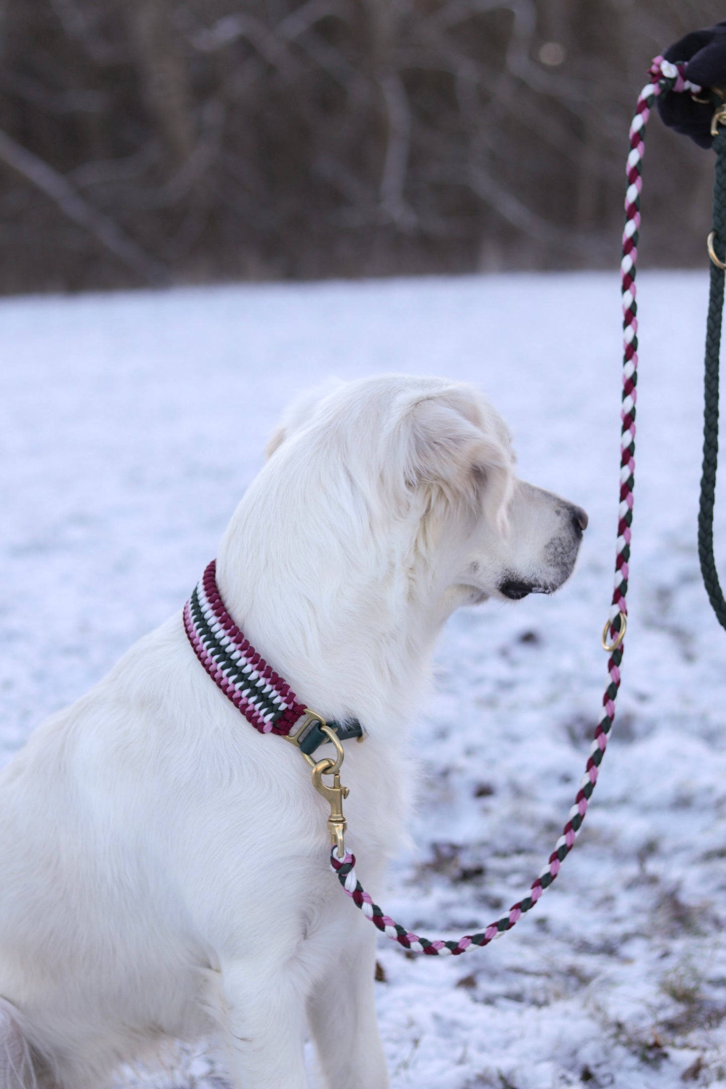 Amy‘s Candy Cane Forest